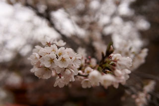 清水公園 金乗院の桜