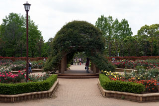 柏の葉公園 西洋庭園バラ園