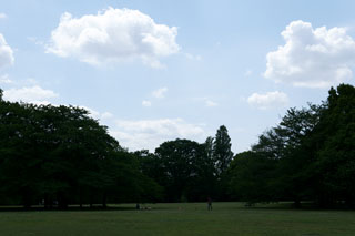 柏の葉公園 桜の広場