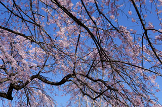 中院 枝垂れ桜