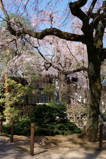 中院 出世観音と枝垂れ桜