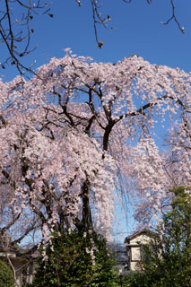 中院 枝垂れ桜