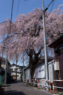 北小金名所「慶林の神代桜」