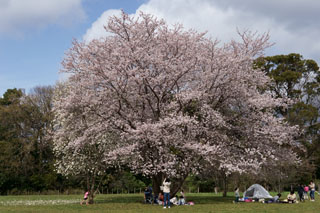 一本桜広場