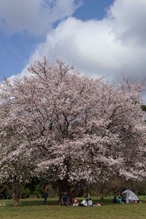 一本桜広場