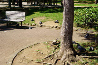 手賀沼公園 鳩