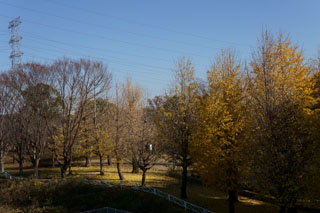 秋の柏ふるさと公園（銀杏）