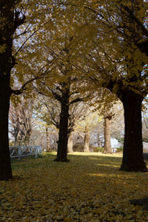 秋の柏ふるさと公園（銀杏）