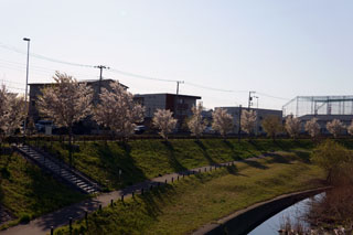 大堀川の桜