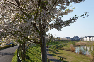 大堀川の桜 山桜