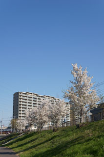 大堀川の桜