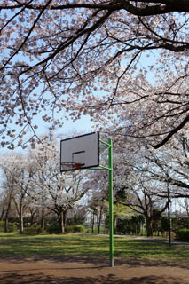 大堀川の桜 高田緑地 バスケットゴール