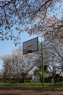 大堀川の桜 高田緑地 バスケットゴール