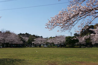 手賀沼の桜 柏ふるさと公園