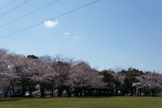 手賀沼の桜 柏ふるさと公園